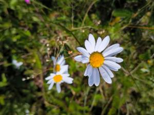 Click to view this image in a large viewer