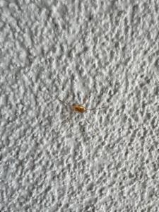 Click to view this image in a large viewer