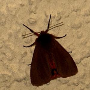 Click to view this image in a large viewer