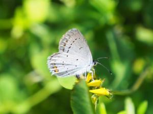 Click to view this image in a large viewer