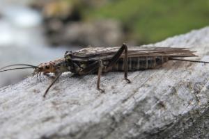 Click to view this image in a large viewer