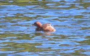 Click to view this image in a large viewer