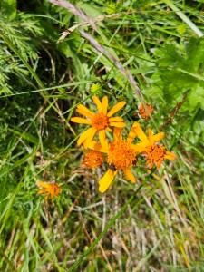 Click to view this image in a large viewer