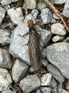 Click to view this image in a large viewer