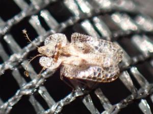 Click to view this image in a large viewer