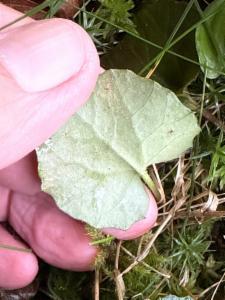 Click to view this image in a large viewer