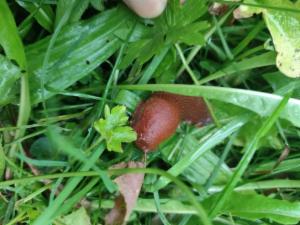 Click to view this image in a large viewer