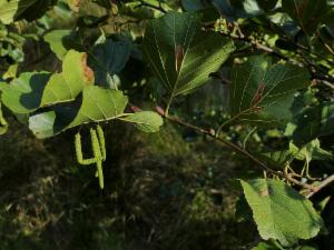 Click to view this image in a large viewer