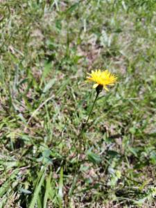 Click to view this image in a large viewer