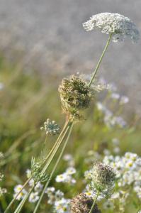 Click to view this image in a large viewer