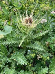 Click to view this image in a large viewer