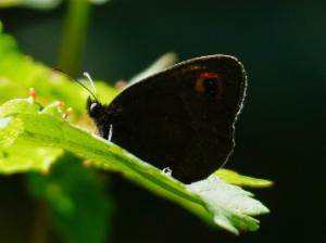 Click to view this image in a large viewer