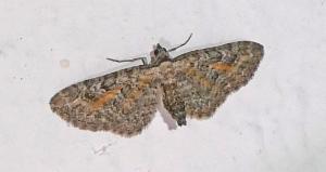 Click to view this image in a large viewer