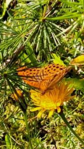 Click to view this image in a large viewer