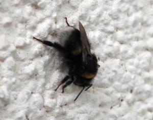 Click to view this image in a large viewer