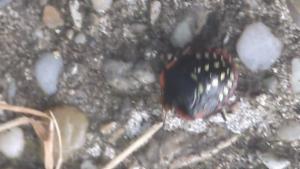 Click to view this image in a large viewer