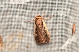 Click to view this image in a large viewer