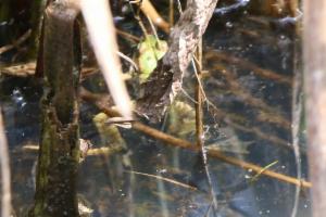 Click to view this image in a large viewer