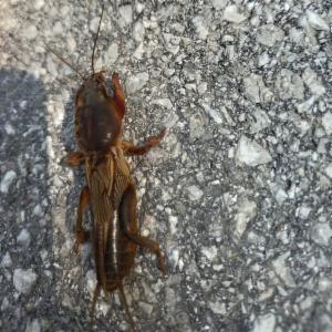 Click to view this image in a large viewer