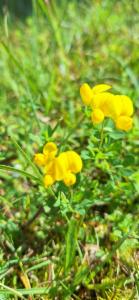 Click to view this image in a large viewer