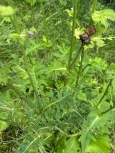 Click to view this image in a large viewer