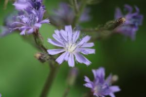 Click to view this image in a large viewer