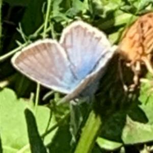 Click to view this image in a large viewer