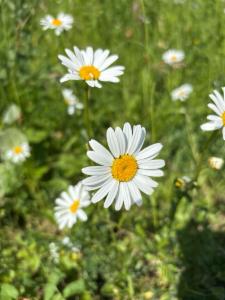 Click to view this image in a large viewer