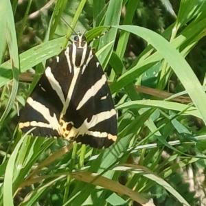 Click to view this image in a large viewer