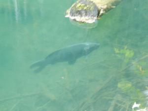 Click to view this image in a large viewer