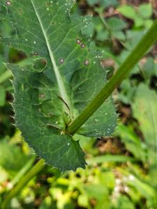 Click to view this image in a large viewer