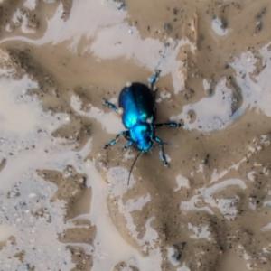 Click to view this image in a large viewer