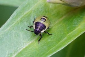 Click to view this image in a large viewer