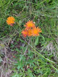 Click to view this image in a large viewer