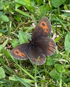 Click to view this image in a large viewer