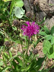 Click to view this image in a large viewer