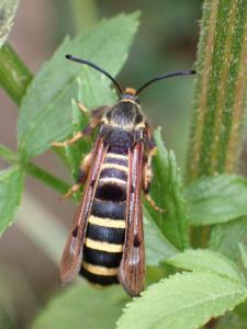 Click to view this image in a large viewer