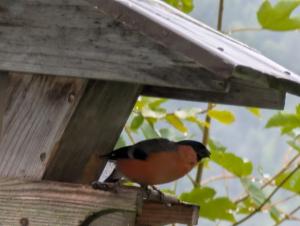 Click to view this image in a large viewer