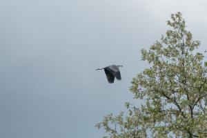 Click to view this image in a large viewer