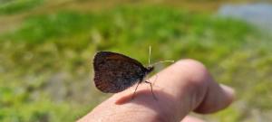 Click to view this image in a large viewer