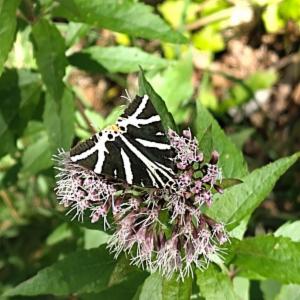 Click to view this image in a large viewer