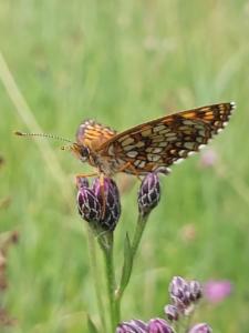 Click to view this image in a large viewer