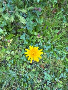 Click to view this image in a large viewer