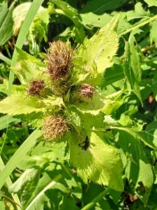 Click to view this image in a large viewer