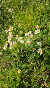 Click to view this image in a large viewer