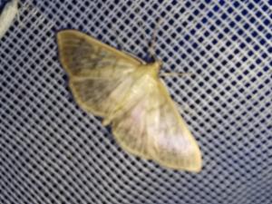 Click to view this image in a large viewer