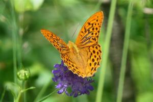 Click to view this image in a large viewer