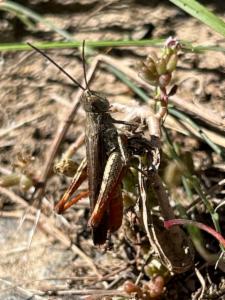 Click to view this image in a large viewer