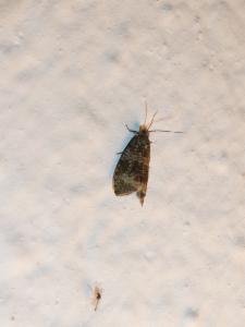 Click to view this image in a large viewer