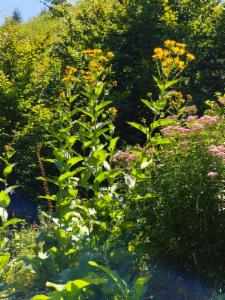 Click to view this image in a large viewer